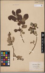 Foto von Salix aurita L. x Salix caprea L.